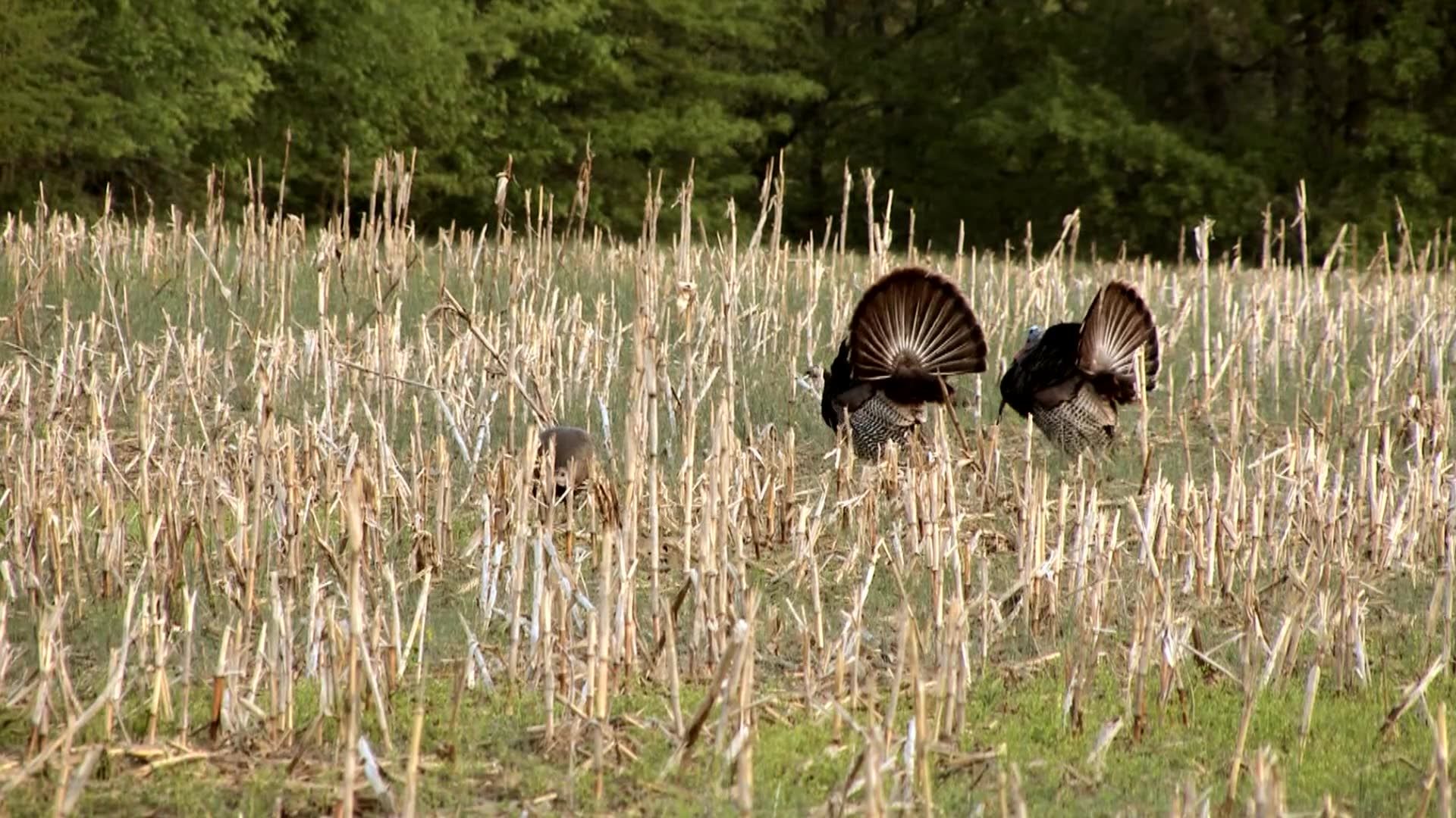 Hunting Turkey