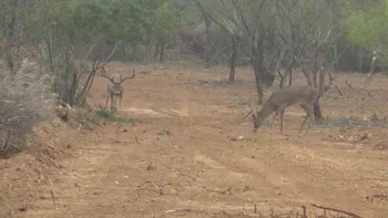 Sur de Tejas, Part 1 Screen Shot