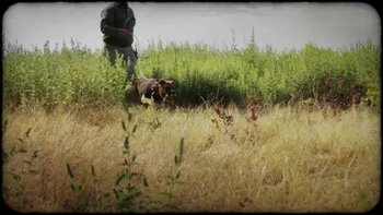 Aporkalypse II Screen Shot