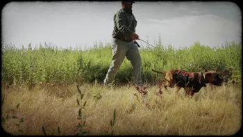 Aporkalypse I Screen Shot