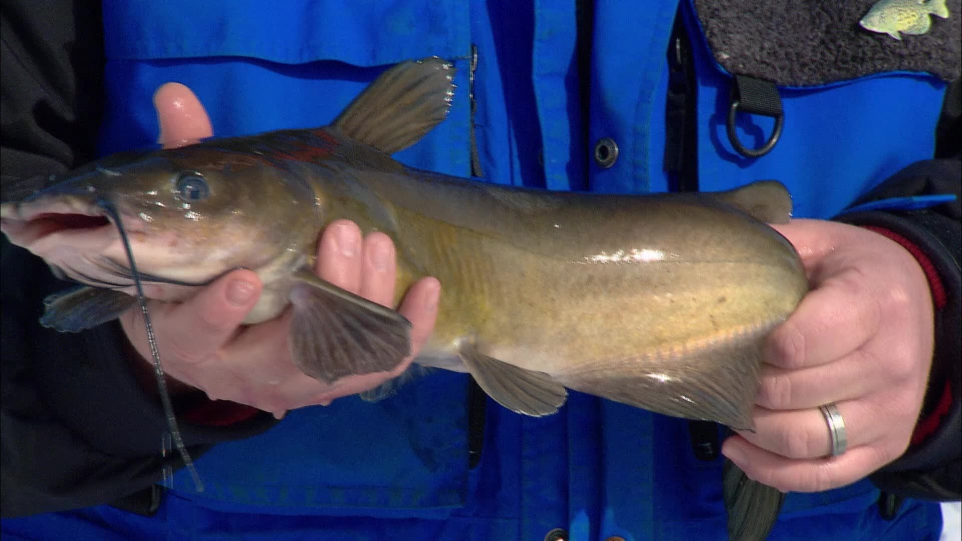 In-Fisherman: Ice Guide