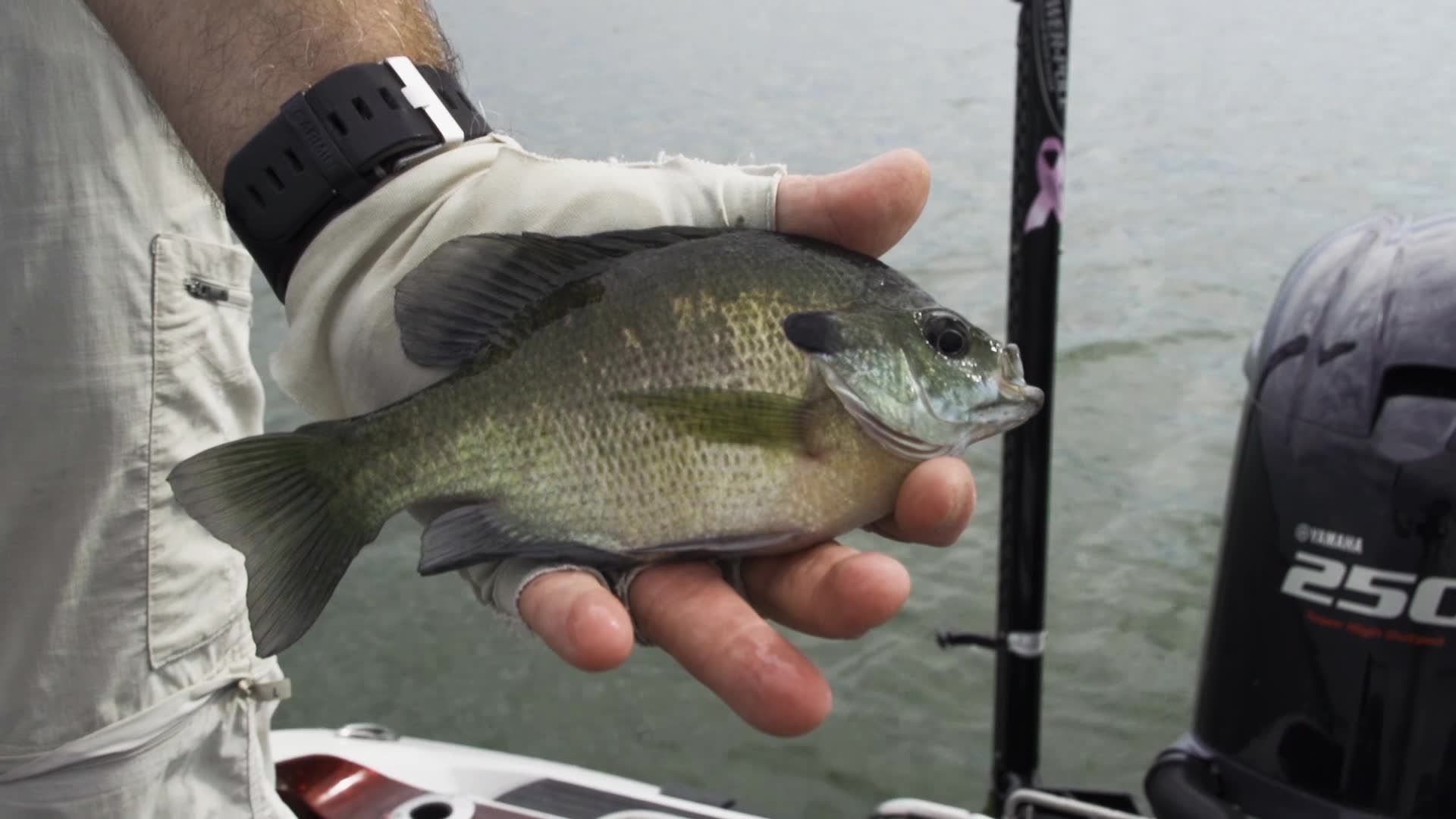 Panfish Fishing Tips & How-Tos