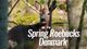 Spring Roebucks Denmark