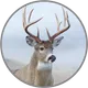 Whitetail