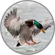 Wingshooting