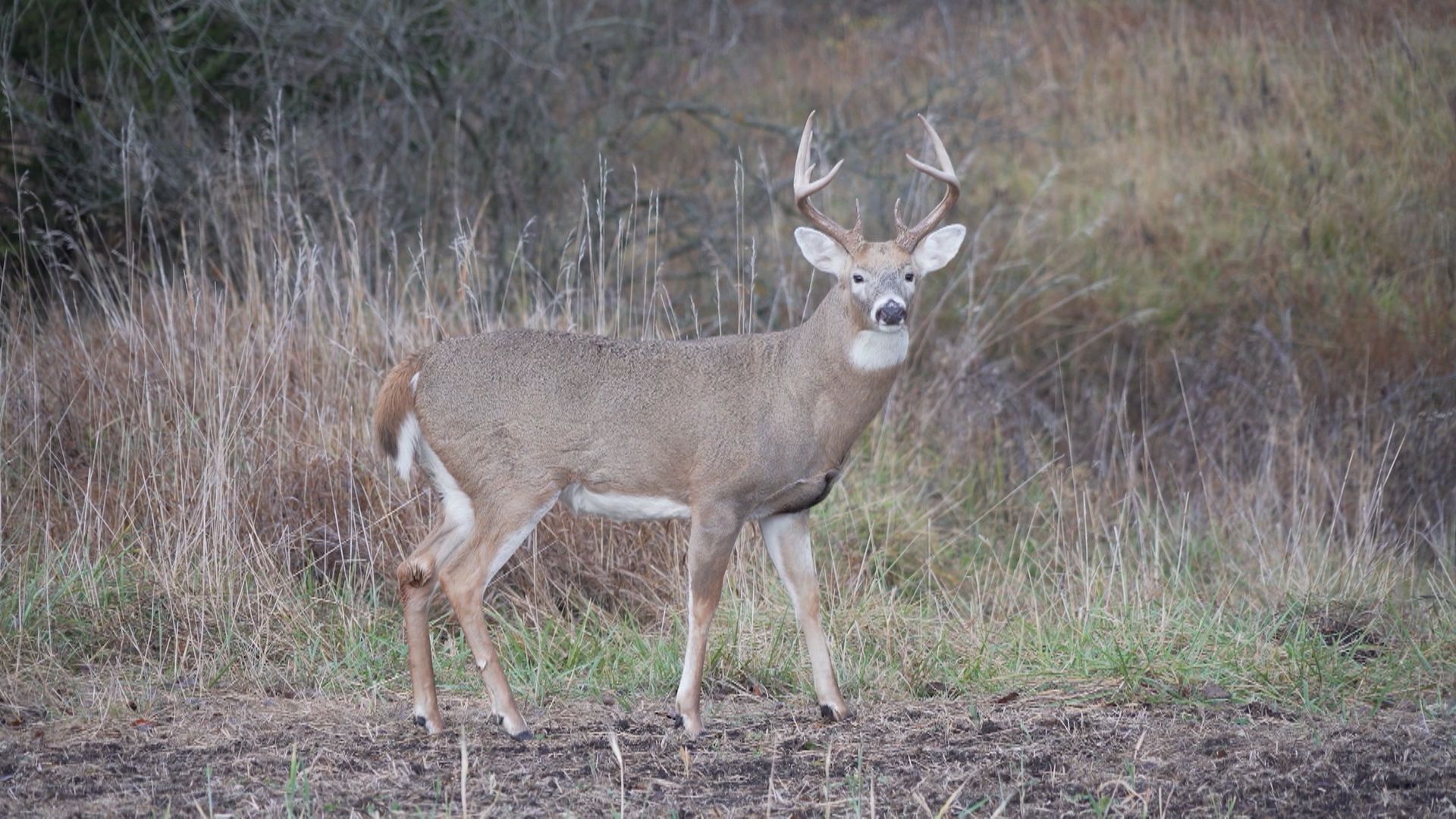 Whitetail Freaks