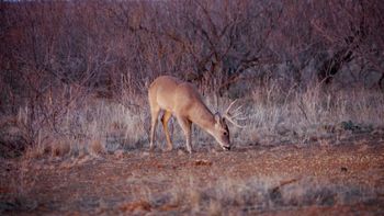 Texas Chaos Pt. 02 Screen Shot