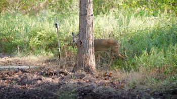 Arkansas Deer Reboot Screen Shot