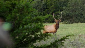 Oklahoma Elk Part 1 Screen Shot