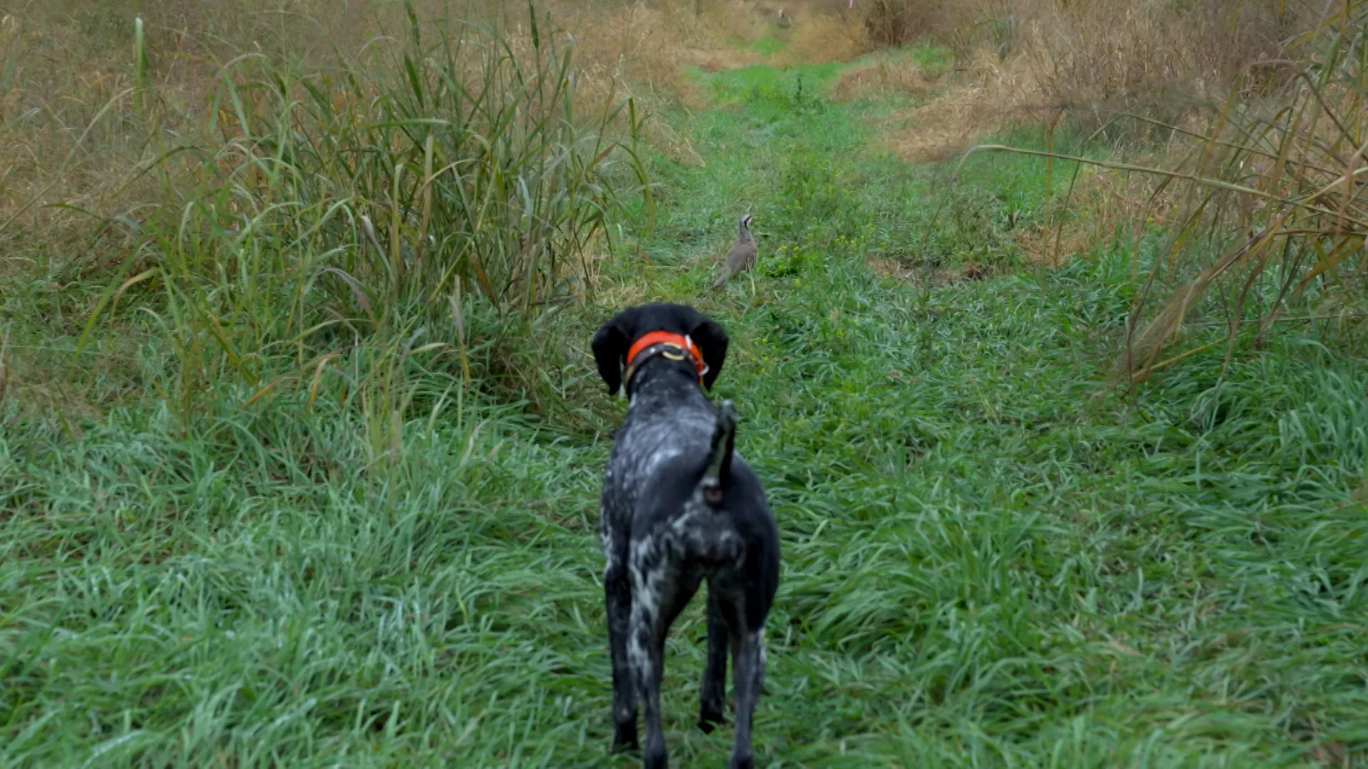 Haymaker Hunting